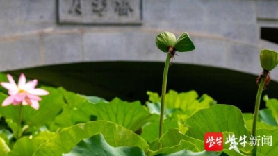 南京游客擅采并蒂莲 被纳入不文明行为记录