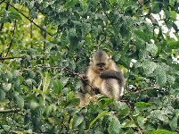 九月，到维西看滇金丝猴
