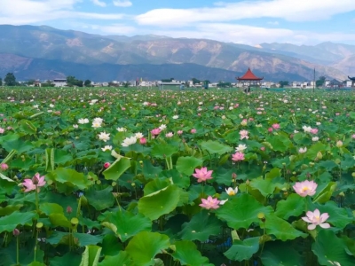 丽江夏荷绽三川 乡村旅游蓬勃兴