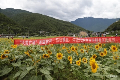 乡村旅游深度探索，迪庆州塔城向日葵“花海”热闹非凡