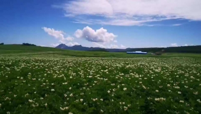 惊艳！盛夏尾声，来丽江看这万亩绝美花海！