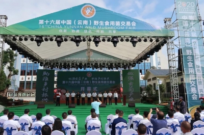 吃菌就去易门！这里正在举行野生菌交易会，快来！  