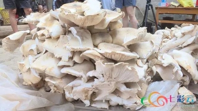 156公斤！玉溪华宁这窝巨型野生菌可以吃~