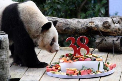 相当于人类百岁！现存最年长圈养大熊猫迎38岁生日