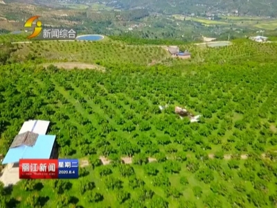 华坪果子山万亩芒果成熟 如画美景引游人纷至沓来