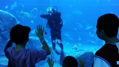 高温暑期海洋生物吸引“亲子游”