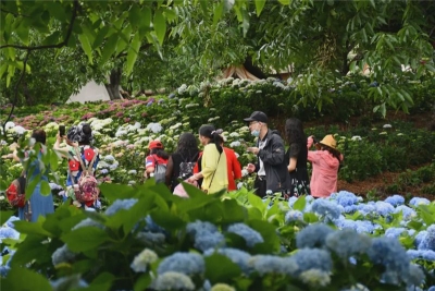 喜讯！大理这个乡村旅游网红打卡点 拟入选中国美丽休闲乡村