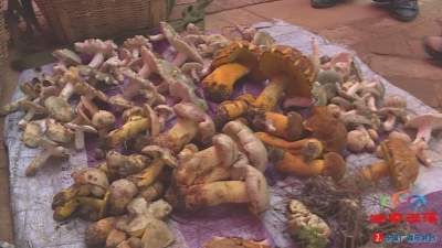 菌交会：野生菌的“盛宴” 美食的“狂欢”