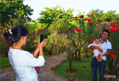 弥勒大树村：玫瑰花开游客来