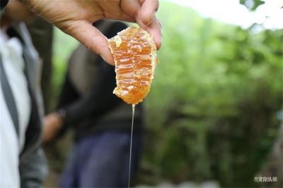 跋山涉水，探访养蜂人，备受追捧的碧罗雪山百花蜜真的有那么好吗？