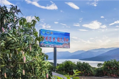 华坪芒果熟了！本周六去丽江古城玉河广场尝鲜