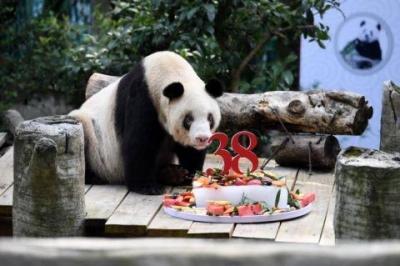 相当于人类百岁！现存最年长圈养大熊猫迎38岁生日