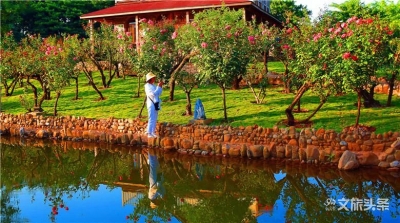 弥勒大树村：玫瑰花开游客来