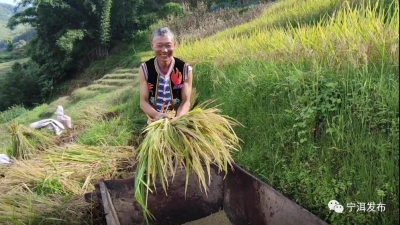宁洱：有一种乡愁叫回家“打谷子”！