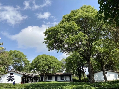 又到暑假黄金档 今年普洱旅游市场有何不同？