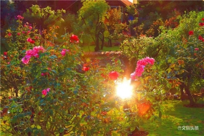 弥勒大树村：玫瑰花开游客来