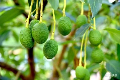 孟连牛油果喜提“地理标志证明商标”，基地种植规模全国最大！  