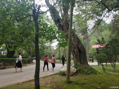 保护城市“活文物” 保山在行动