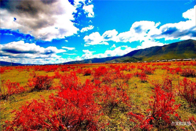 云南省文化和旅游推介会走进广东 “世界的香格里拉”亮相“花城”