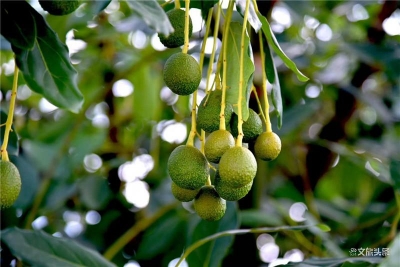 孟连牛油果喜提“地理标志证明商标”，基地种植规模全国最大！  