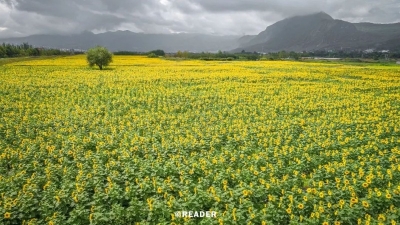 丽江城西惊现上百亩向日葵花海，美丽不可方物！