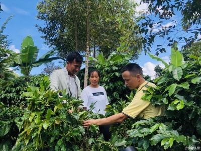 云咖出滇再获认可，星巴克连续第4年推出高品质臻选云南咖啡豆