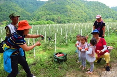 弥勒小龙潭村：苹果采摘游成为旅游新时尚