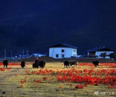 这个季节的迪庆，满地的狼毒花，你心动吗？