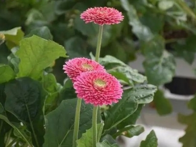 丽江这里有上千亩花卉园区！近段时间鲜花盛开，还远销北上广等地…