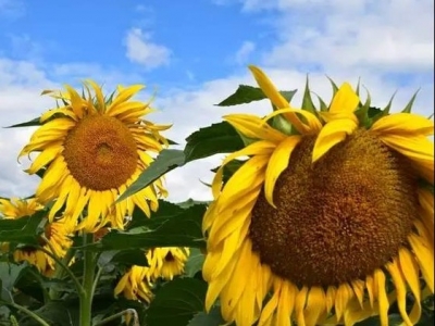 丽江这里有上千亩花卉园区！近段时间鲜花盛开，还远销北上广等地…