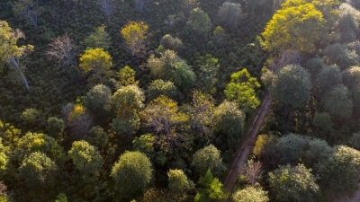 普洱多举措助推景迈山古茶林文化景观申遗“头号工程”