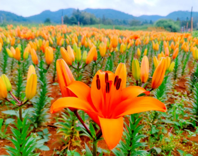 百花箐山谷鲜花争艳醉游客