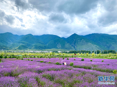 云南大理：花海经济带动乡村旅游