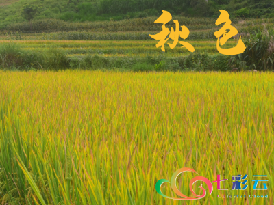 大饱眼福！普洱思茅区六顺镇秋收色彩图鉴