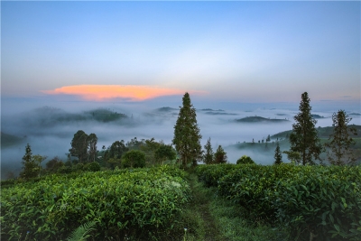 在茶博苑深处旅行，赴一场民族歌舞盛宴！