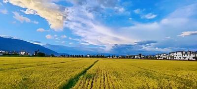 央视带你领略大理稻香田美，感受稼穑之喜