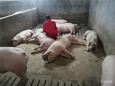 援滇项目结硕果 养殖产业让曲靖富源搭上致富快车