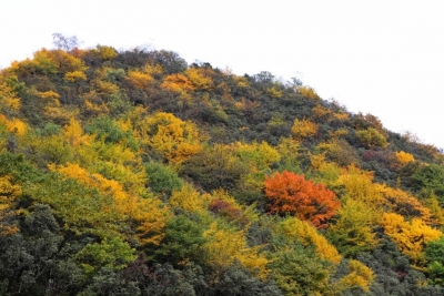 今又重阳，带爸妈去轿子雪山登高秋游！