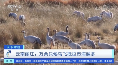 央视视频｜云南丽江 万余只候鸟先期飞抵拉市海湿地越冬