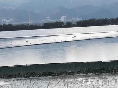 红嘴鸥要回来了，会不会带有病毒？来听听专家解读
