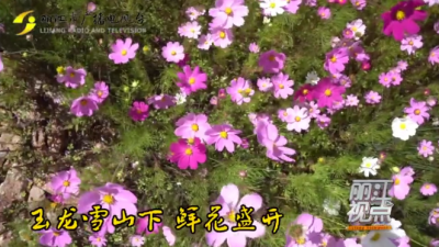 黄金周玩场：丽江玉龙雪山下 鲜花盛开