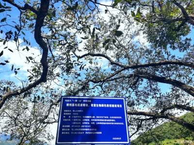 临沧凤庆雪山镇新民村：古核桃林下的美丽村庄