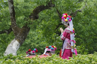 大理：乡村美景成游客热门打卡地