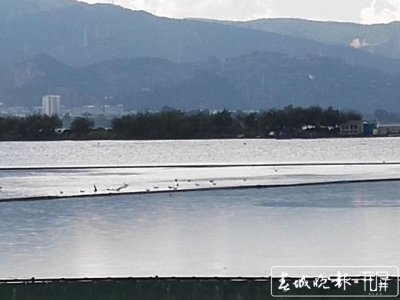 上千只！红嘴鸥先头部队已抵达滇池！踩点超准时…