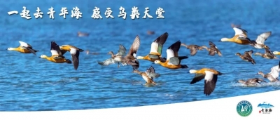美丽保山！青华海国家湿地公园最新宣传片上线