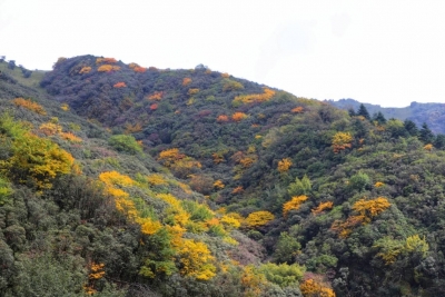 今又重阳，带爸妈去轿子雪山登高秋游！