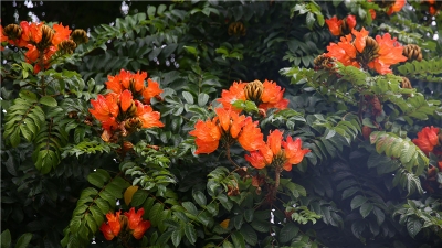 火焰花 | 思茅街头秋日里的“一把火”