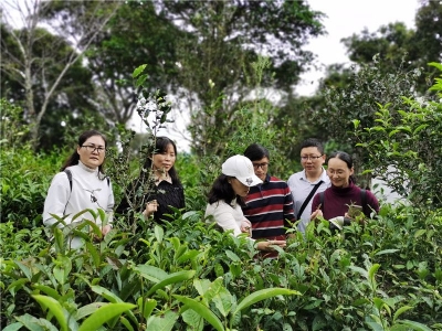普洱市思茅区计划申请普洱咖啡研学线路项目