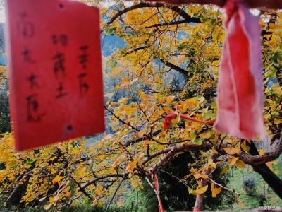 距离昆明4小时车程！这里，遍地是金黄色的梦……