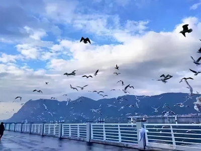 当昆明遇上红嘴鸥，一场美丽的欢喜正在上演